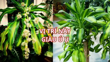 Trồng cây Thiết Mộc Lan thu hút tài lộc, chớ đặt linh tinh, nhớ vị trí này để rước vận may giàu có