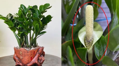 Cây kim tiền kỵ nhất người thuộc 2 mệnh này: Cố tình trồng là dễ nghèo bền vững, của cải trôi hết
