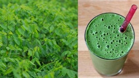 5 công dụng vượt trội của nước ép rau ngót khiến chị em sốt sình sịch