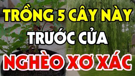 Cây âm vào nhà, gia đình không nghèo cũng bại, chặt bỏ đi đừng tiếc