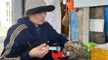 Phát hiện Tôm Hùm bị bơm Tạp Chất biến con đã chết thành Tôm Tươi, người ăn gặp nguy hiểm thế nào?