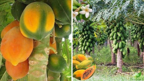 Quả đu đủ dùng thắp hương mang ý nghĩa tài lộc đủ đầy: Vậy có nên trồng cây đu đủ trước nhà?