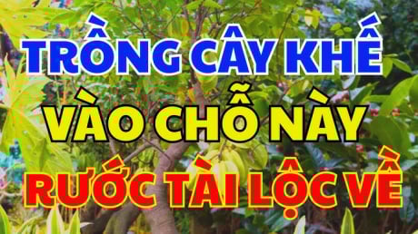 Vị trí trồng khế tốt nhất: Chỉ cần 1 cây ở vị trí này tiền vào như nước, sung túc trọn đời
