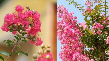 Vì sao nhà giàu xưa thích trồng cây Hoa Tường Vi trước nhà? Ý nghĩa bất ngờ của loài hoa này