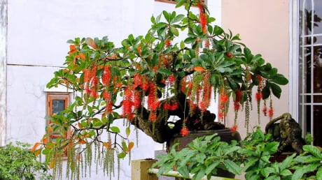 Loại cây trồng trước cửa hứng lộc, trồng sau nhà của cải sinh sôi, là những cây nào?