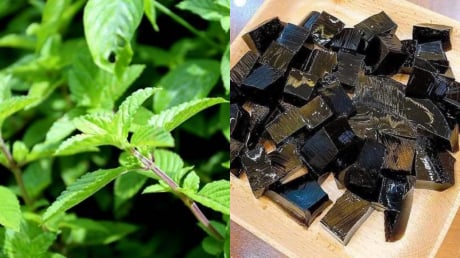 “Loại cỏ dại” bỗng thành đặc sản giải nhiệt mùa hè, giá 150.000 đồng/kg, trồng dễ lời cao khiến dân tình tranh nhau săn