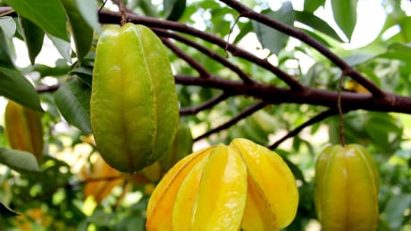 Trồng cây khế cực tốt về phong thủy, đặc biệt người tuổi này, mệnh này trồng cây khế cực giàu