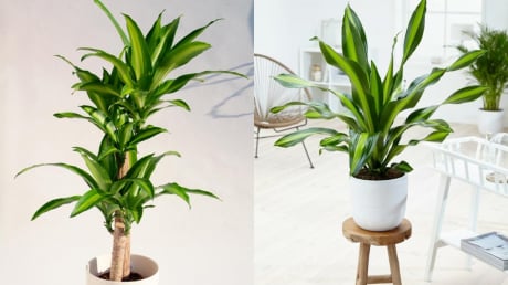 Cây Thiết Mộc Lan kỵ với người mệnh này, trồng trong nhà dễ hao tài tán lộc