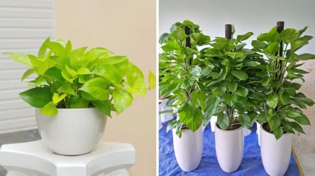Có nên trồng cây trầu bà trong nhà?