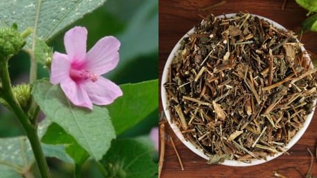 Ké hoa đào: Loài cây từng bị nhổ bỏ không thương tiếc, nay thành “vàng khô” giá 500.000 đồng/kg