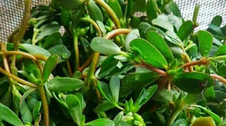 Rau sam: Rau dại rẻ tiền nhưng lợi ích tuyệt vời, thành đặc sản thời hiện đại, thấy nhớ mua ngay