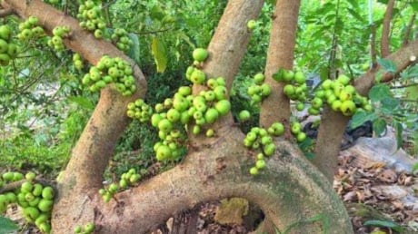 Trồng cây sung có ý nghĩa phong thủy gì? Vì sao người xưa trồng cây sung bên cạnh cây vạn tuế và lộc vừng?