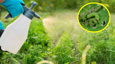 Cách làm thuốc trừ sâu từ các nguyên liệu tự nhiên, vừa hiệu quả, vừa tiết kiệm, an toàn