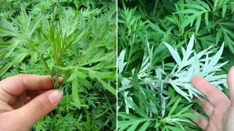 Vì sao các cụ dạy nhà to hay nhỏ, giàu hay nghèo đều nên trồng ngải cứu trước nhà?