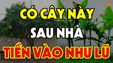4 loại cây Thần Tài Sủng Ái: Trồng ở nhà nào nhà đó phát tài, giàu có