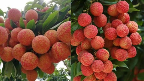 Mùa quả vải chín, giàu dinh dưỡng nhưng 7 nhóm người nên hạn chế ăn vải