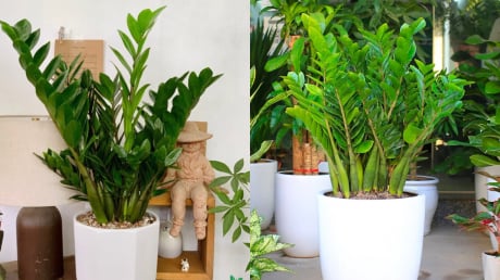 Trồng cây kim tiền có 4 điều cấm kỵ, nhiều người chưa biết