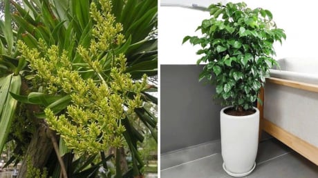 Nhà giàu rất thích trồng 3 loại cây này: Trồng 1 cây trong phòng khách vượng khí dâng cao, tài lộc đổ về