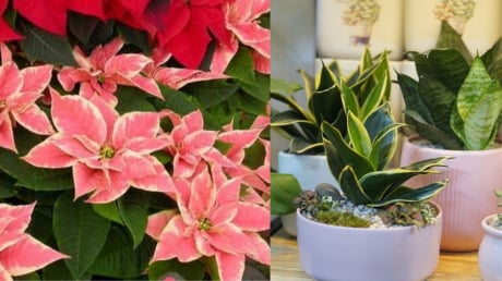 Trồng 5 Loại Cây Này Trước Nhà: rước Tài Lộc, đẹp cửa nhà, lại là 'Thần Dược' cho làn da