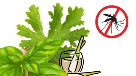 Cách đuổi muỗi tự nhiên không cần phun xịt hóa chất: An toàn – Hiệu quả – Thân thiện môi trường