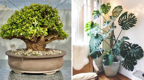 Người xưa dặn: “Lá nhỏ đón tài, lá to rước lộc”: 5 loại cây cảnh lá mang cát khí nhàn nào cũng nên trồng