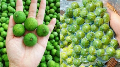 Sấu mua về đừng bỏ ngay vào tủ lạnh, làm theo cách này, để cả năm vẫn tươi ngon