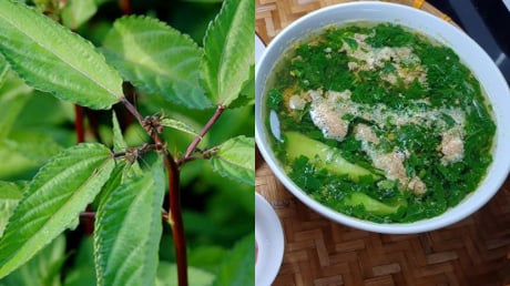 Rau đay – Loại rau dân dã giúp giải nhiệt, bồi bổ mùa hè, giá rẻ như cho