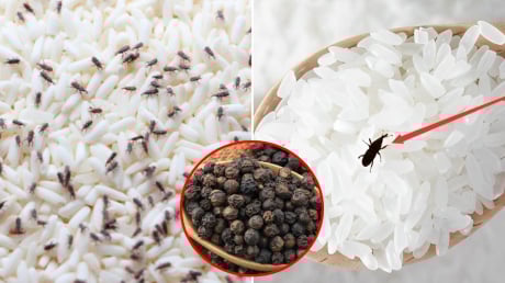 Bỏ thứ này vào thùng gạo, mọt không bao giờ xuất hiện