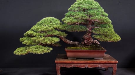 Trồng 5 cây cảnh trường thọ này trong sân, gom tài lộc, bảo vệ gia đình, gìn giữ phước lành