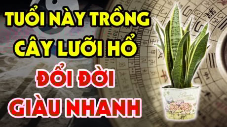 3 tuổi trồng lưỡi hổ Tiền - Tài kéo về, 2 tuổi đại kị trồng là mất Lộc
