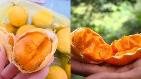 Quả gùi – “viên ngọc thô” từ rừng sâu An Giang bỗng trở thành đặc sản gây sốt phố thị