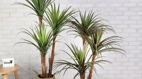 5 loại cây cảnh phong thủy mang đến nguồn năng lượng tích cực, sự thịnh vượng, an khang cho gia chủ