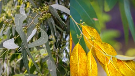 Cây này trồng nhiều ở Việt Nam, chúng có  chứa vàng thật trong lá