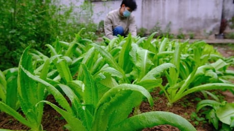 1 Nắm rau này bằng 3 tô canh xương, nấu lên thơm lừng cả bếp