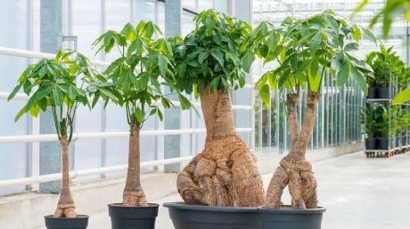 Có 2 loại cây hợp cả 5 mệnh, trồng trước nhà ‘ăn tiền thiên hạ’, hút lộc cực đỉnh
