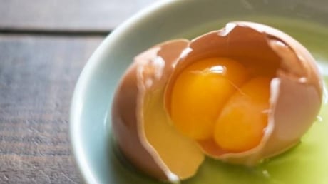 Gà đẻ trứng hai lòng đỏ là điềm gì? Có phải do hormone? Liệu có nở ra 2 gà con?