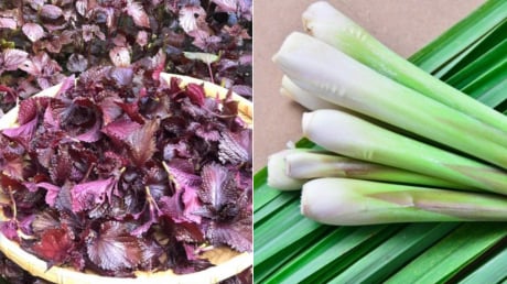 Nấu nước lá tía tô thêm vài nhánh sả, cơ thể nhận được 7 lợi ích tuyệt vời này