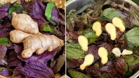 Uống nước lá tía tô nấu với gừng tốt hơn vạn thuốc bổ, cơ thể nhận được lợi ích tuyệt vời này