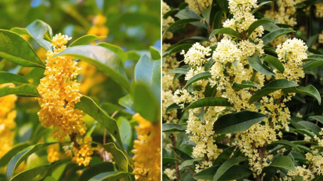 Người mệnh nào hợp trồng cây mộc hương nhất?