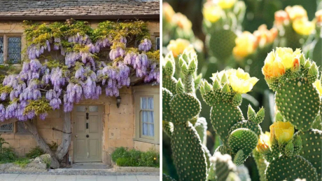 Trồng 5 cây cảnh này vừa bảo vệ gia đình vừa đẹp nhà, khoẻ người, tiền bạc đổ về không dứt