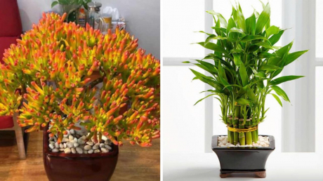 5 cây cảnh là “Vua thịnh vượng”, bảo vệ gia đình: Tốt cho phong thuỷ, lợi sức khoẻ
