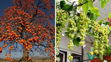 Người xưa căn dặn: Trồng 4 loại cây này trong sân, con cháu dễ gặp giàu sang, phú quý