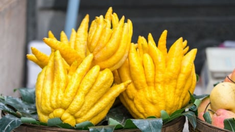 Cách chọn quả Phật Thủ thắp hương ngày Tết đúng chuẩn, hút lộc vào nhà