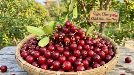 Loại quả nổi tiếng thế giới trồng ở Khánh Hoà, nhỏ như viên bi, trồng 1 năm đã cho thu hoạch, giá 200.000 đồng/kg