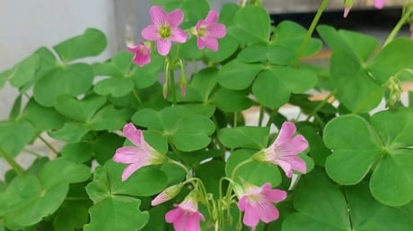 Loại rau mọc dại đầy vườn, nhổ cả gốc lẫn lá ăn vừa bổ vừa ngon