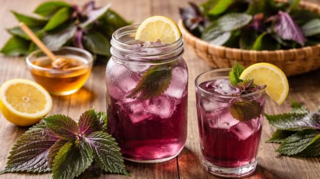 Uống nước tía tô tưởng bổ: 5 trường hợp càng uống càng hại, nhiều người vẫn mắc