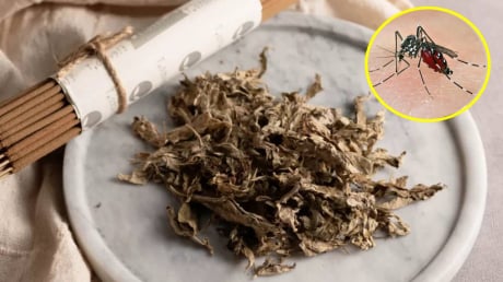 Đặt nắm lá này trong phòng, muỗi chạy sạch, nhà lúc nào cũng thơm tho