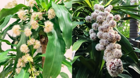 3 loại cây trồng trước nhà giúp trấn trạch, hút tài lộc, tăng vượng khí