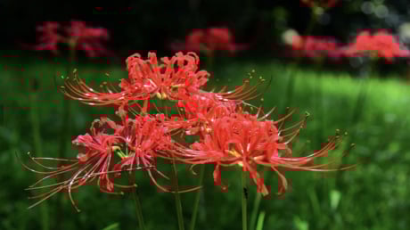 5 loại hoa Thần Tài 'cực ghét', trồng trong nhà gây hao tài, khó Kiếm Tiền