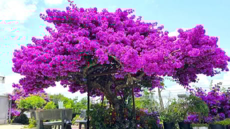 Mẹo làm hoa giấy nở hoa chỉ sau 10 ngày